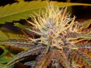 weed-indica11