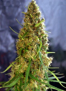 weed-light-of-jah