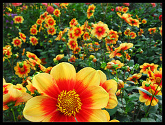 Cool Eye Candy images